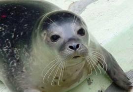 seal seal